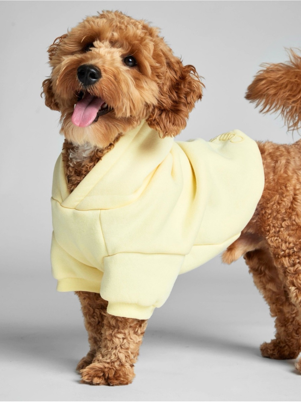 🧈 Buttercream Soft Comfrt Dog Hoodie SZL/NEW- Theo👆is in Med for reference